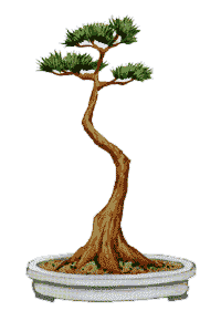 http://leit.ru/for_content/bonsai/bundgingi.gif