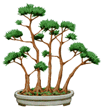 http://leit.ru/for_content/bonsai/ikadabuki.gif