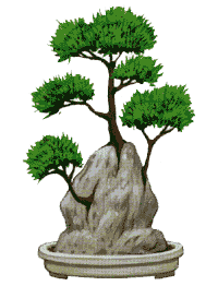 http://leit.ru/for_content/bonsai/isi-dzuki.gif
