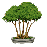 http://leit.ru/for_content/bonsai/kabu-dachi.gif