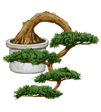 http://leit.ru/for_content/bonsai/kengai.gif