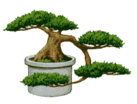 http://leit.ru/for_content/bonsai/khan-kengai.gif