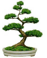 http://leit.ru/for_content/bonsai/moyo-gi.gif