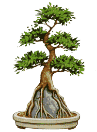 http://leit.ru/for_content/bonsai/sekigogu.gif