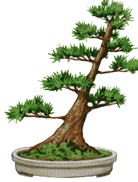 http://leit.ru/for_content/bonsai/shakkan.gif