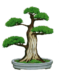 http://leit.ru/for_content/bonsai/sharimiki.gif