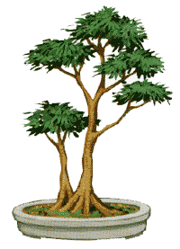 http://leit.ru/for_content/bonsai/sokan.gif