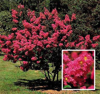 Сирень венгерская (Syringa josikaea)