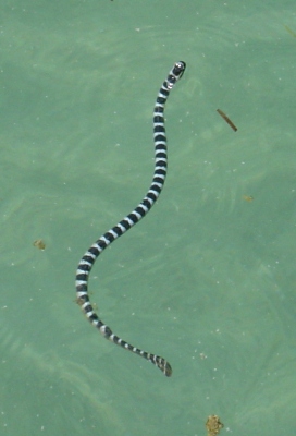 Морская змея у Мияко